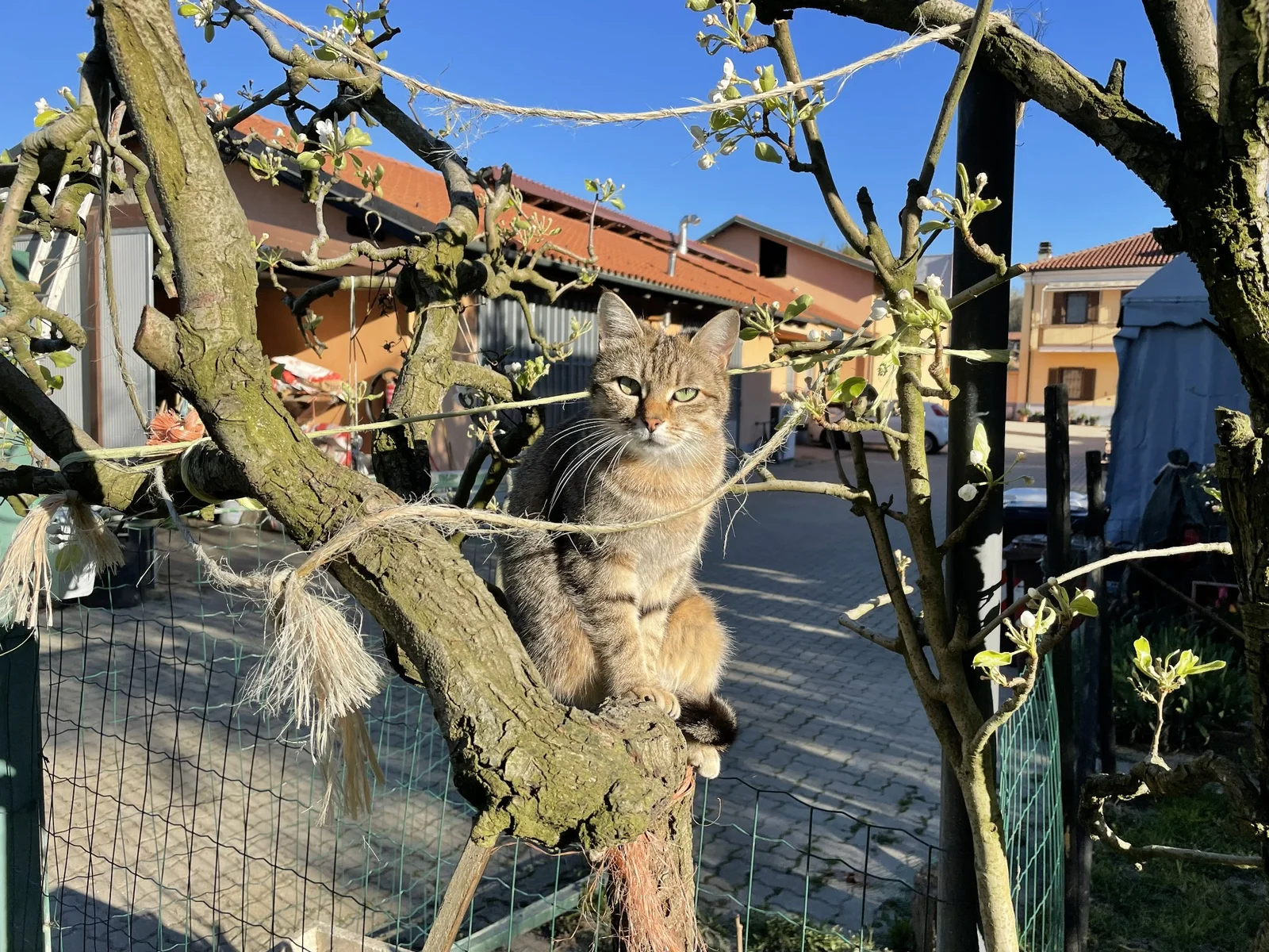 Uno dei gatti incontrati lungo il Cammino