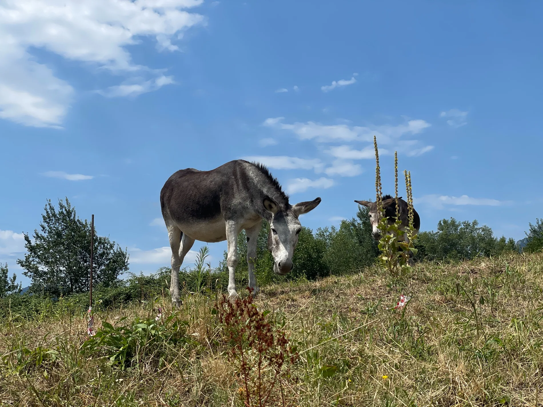 Paesaggi e animali incontrati lungo il Cammino