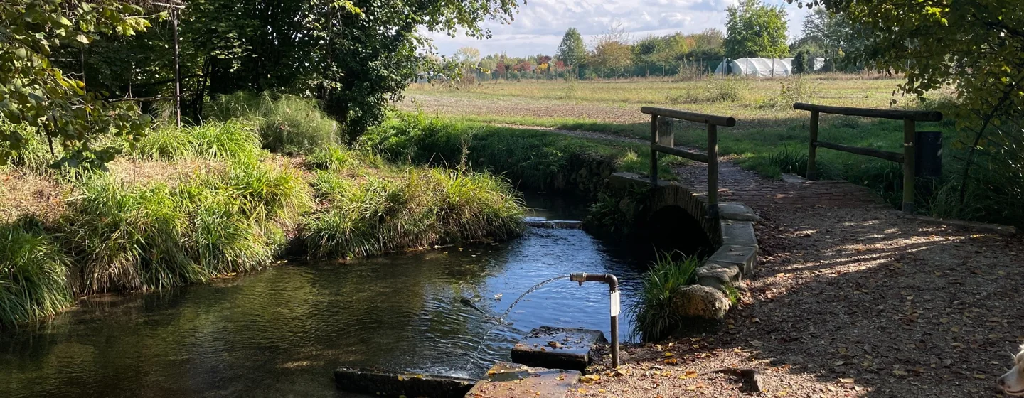 Piccolo corso d'acqua e passerella fra gli alberi